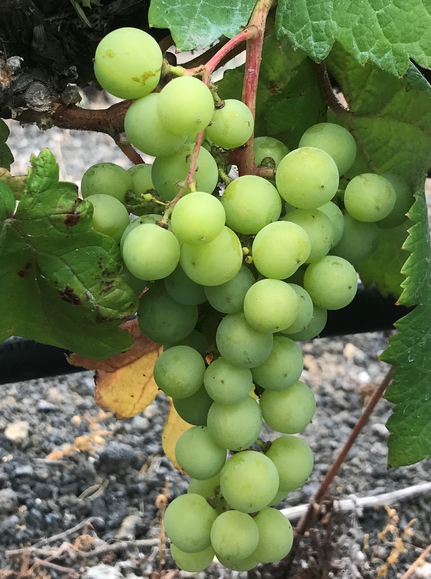 Wine tours – Gran Canaria 